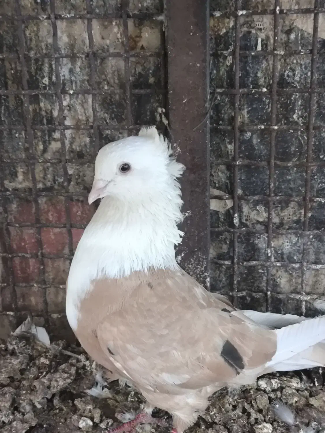 چند جفت نر و ماده|پرنده|بهبهان, |دیوار