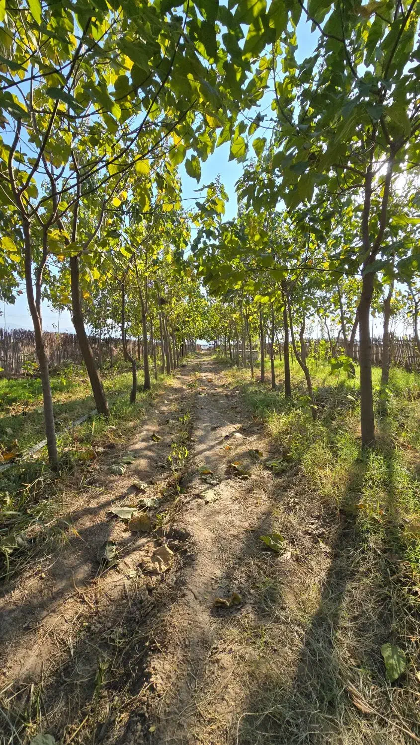 برجاده گنبد مینودشت زمین باغ|فروش زمین و ملک کلنگی|مینودشت, |دیوار