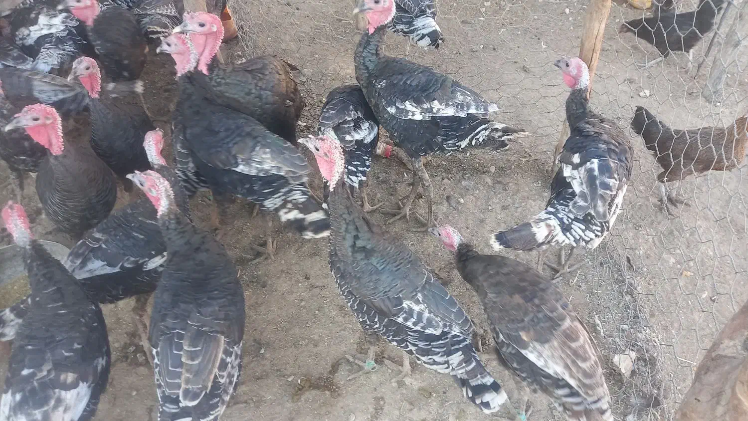 تعداد بوقلمون داشتی و گوشتی سالم|حیوانات مزرعه|سیروان, |دیوار