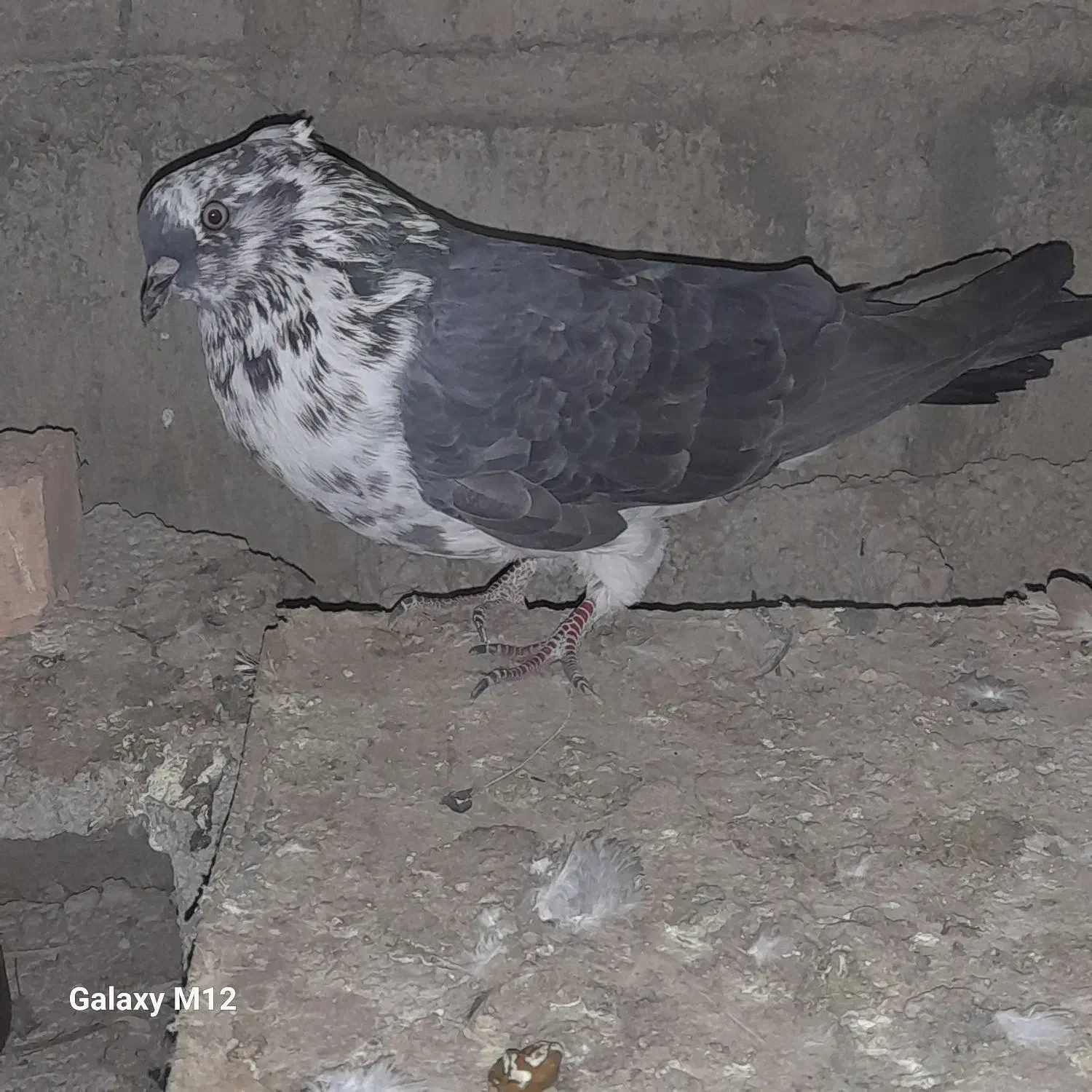 فروشی|پرنده|مشگین شهر, |دیوار