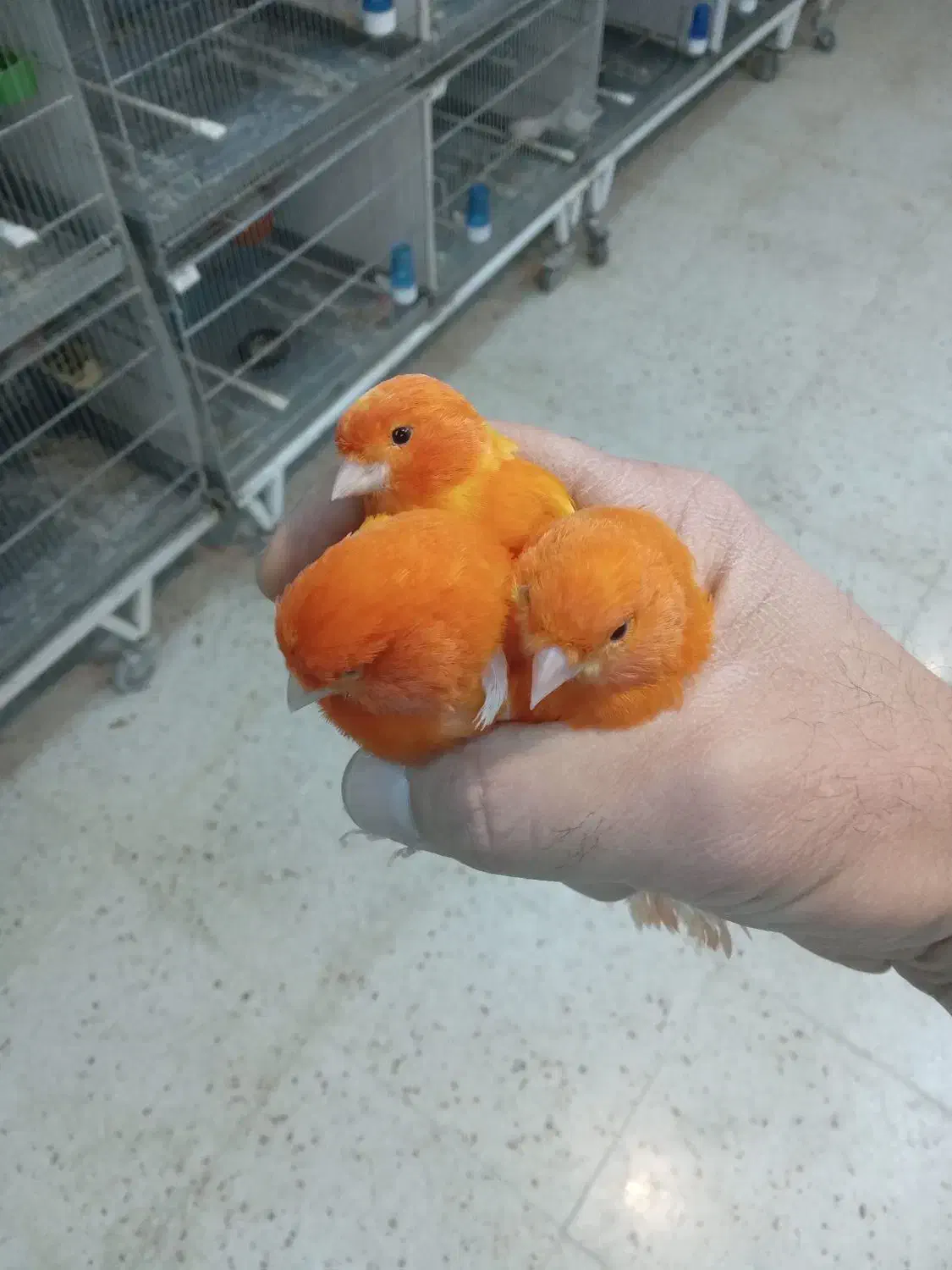 فروش ۷ عدد نر ۲۰۲۵ اماده|پرنده|هشتگرد, تهران دشت|دیوار