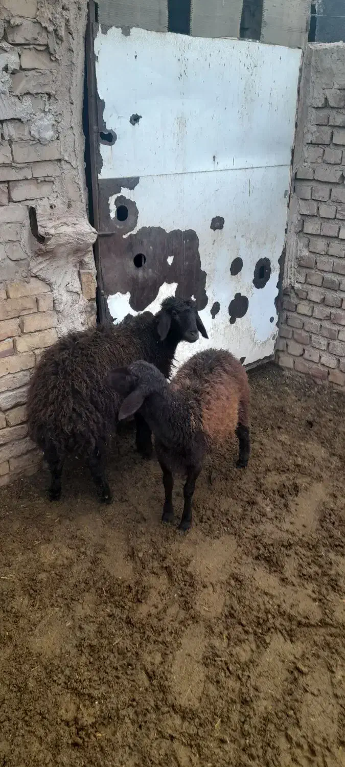 فروش دوتا بره ماده همو|حیوانات مزرعه|فیروزه, |دیوار