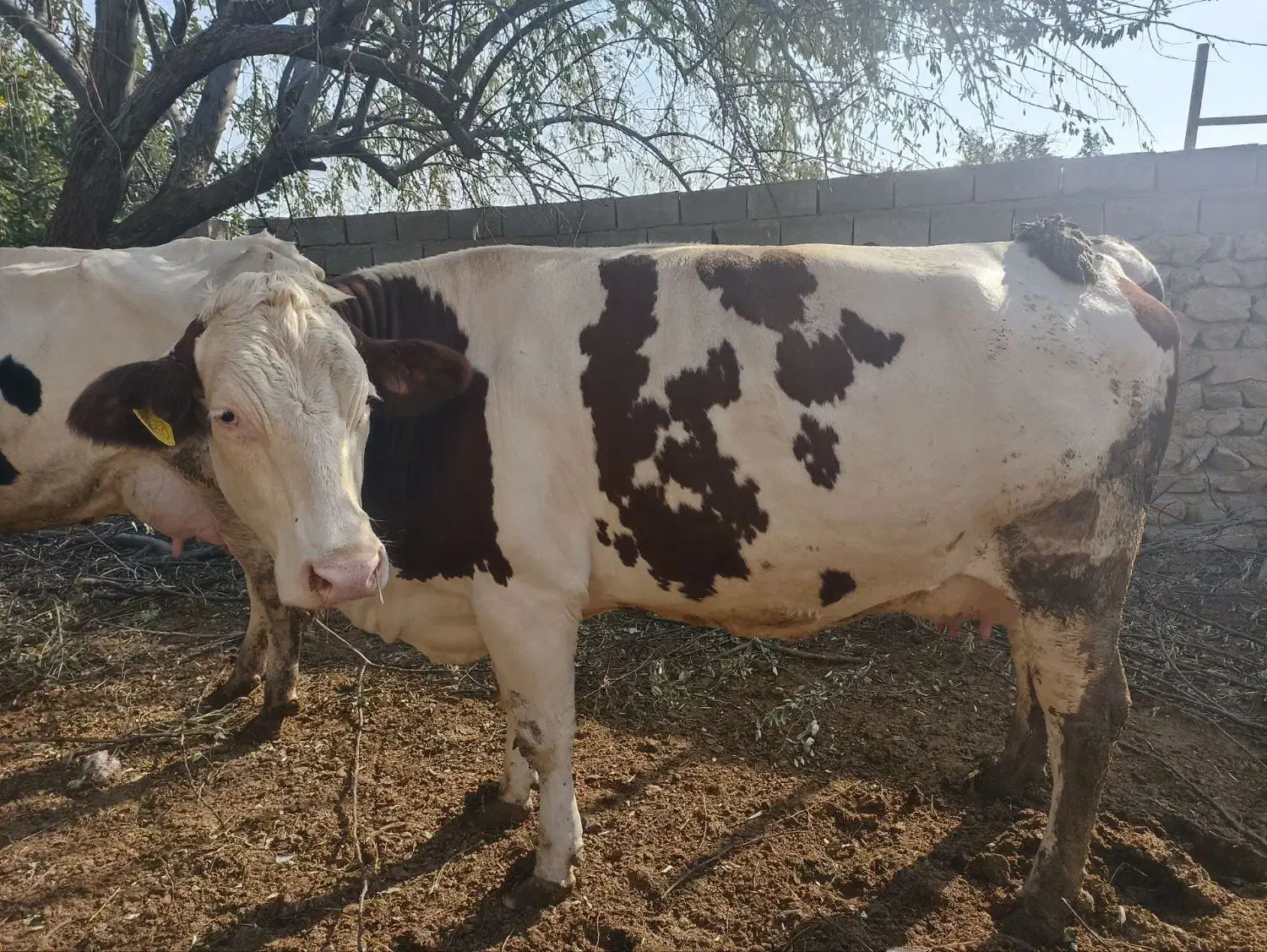 گاو|حیوانات مزرعه|آشخانه, |دیوار