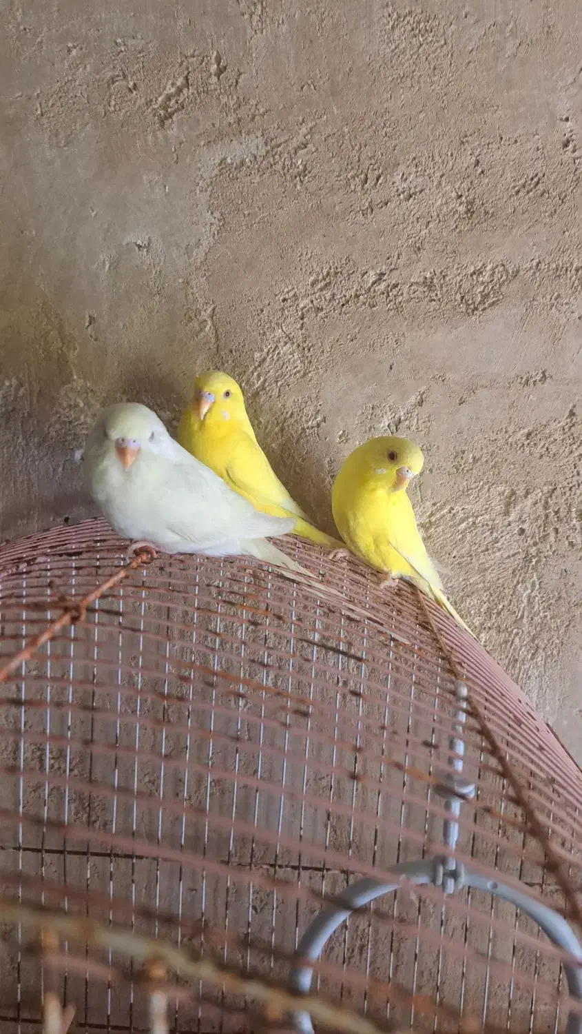 مرغ عشق|پرنده|مرودشت, بیست متری بیمارستان|دیوار