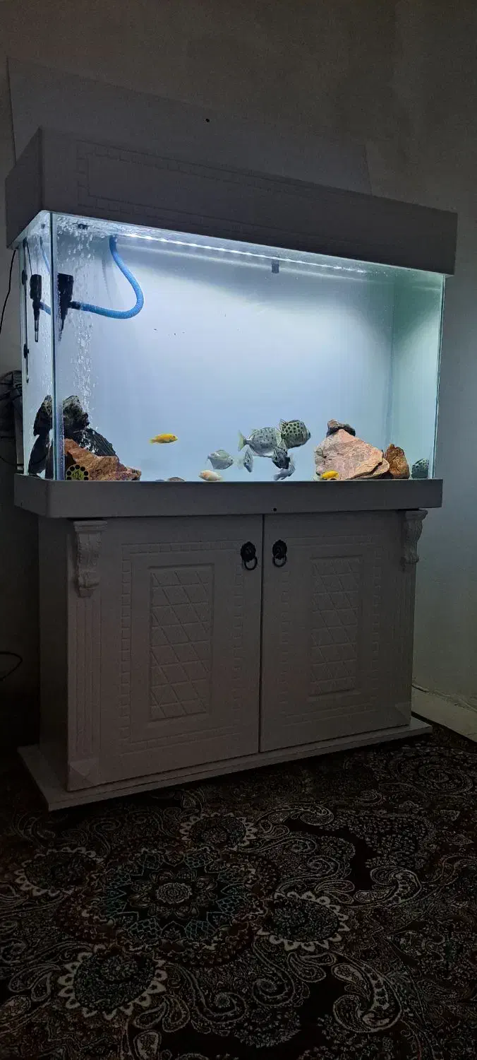 آکواریوم ۱ متر در ۸۰ در ۴۰|ماهی|اسلامشهر, زرافشان|دیوار