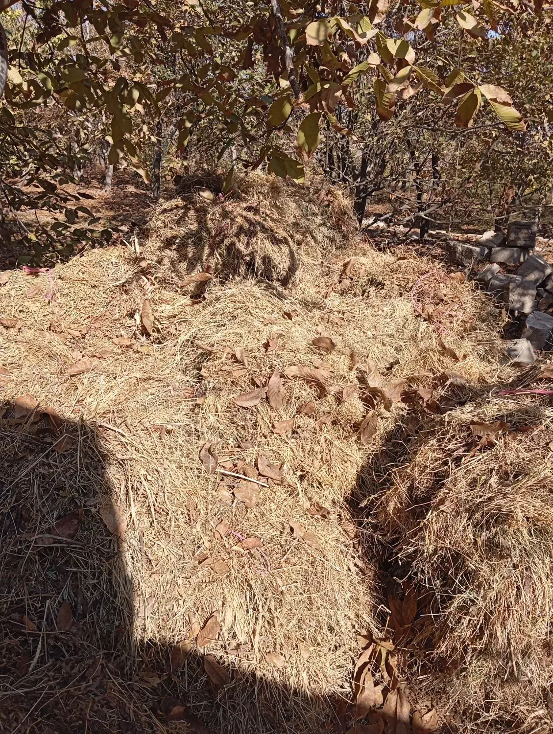 علف خشک بسته بندی شده|عمده‌فروشی|تربت جام, شهید غلام زاده|دیوار