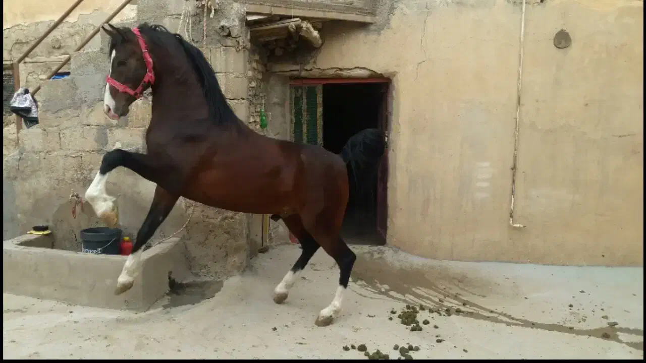 نریان سیلمی ترک دره شور|اسب و تجهیزات اسبسواری|اصفهان, شهریار|دیوار