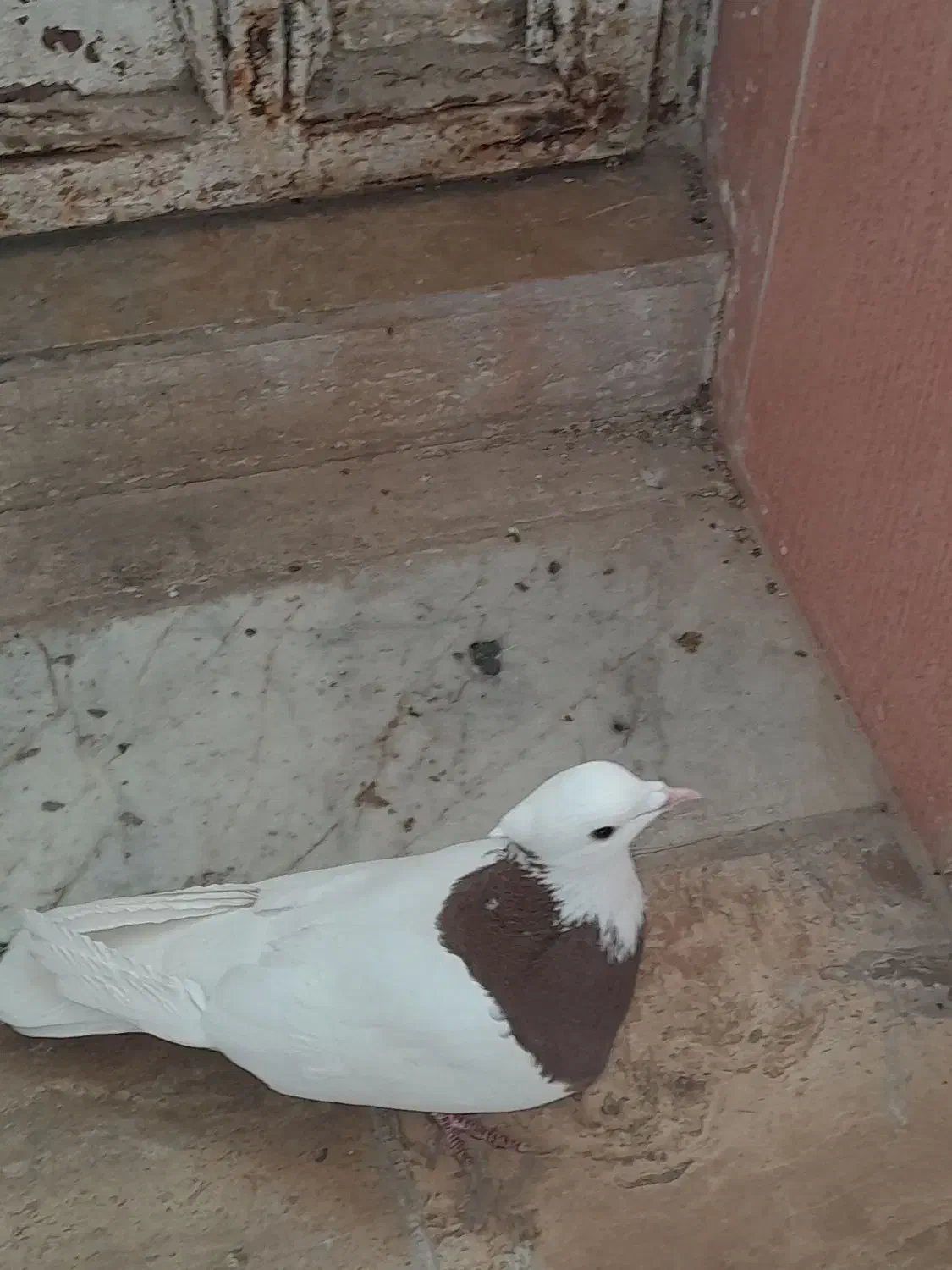 کفتر،کبوتر طوقی|پرنده|صفادشت, |دیوار