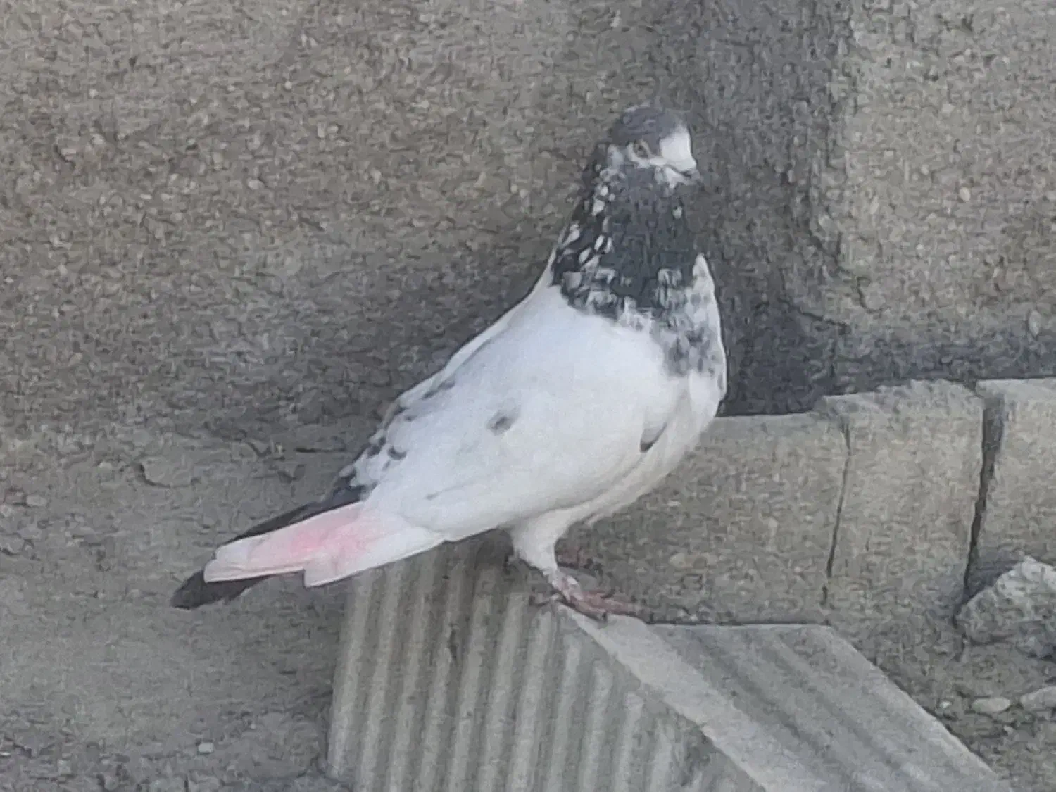 پرندگان|پرنده|بندرعباس, |دیوار