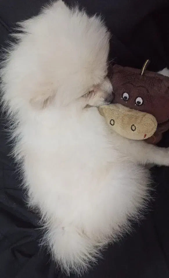 پامر عروسکی شناسنامه دار با وسایل کامل|سگ|کرمانشاه, |دیوار