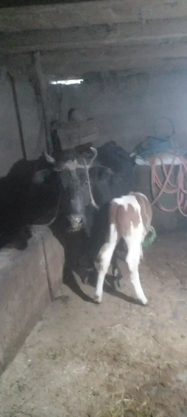 فروش کاو|حیوانات مزرعه|شیرگاه, |دیوار