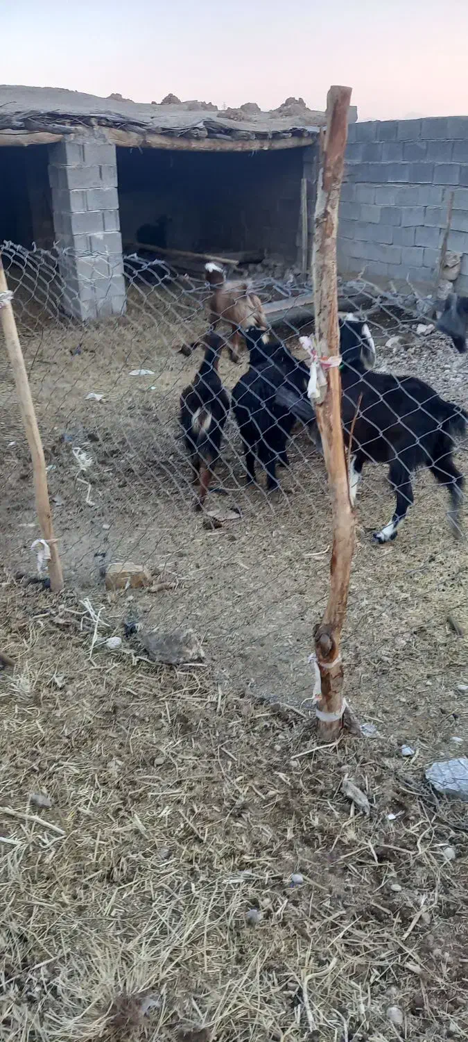 فروش کهره و بز|حیوانات مزرعه|جنت, |دیوار