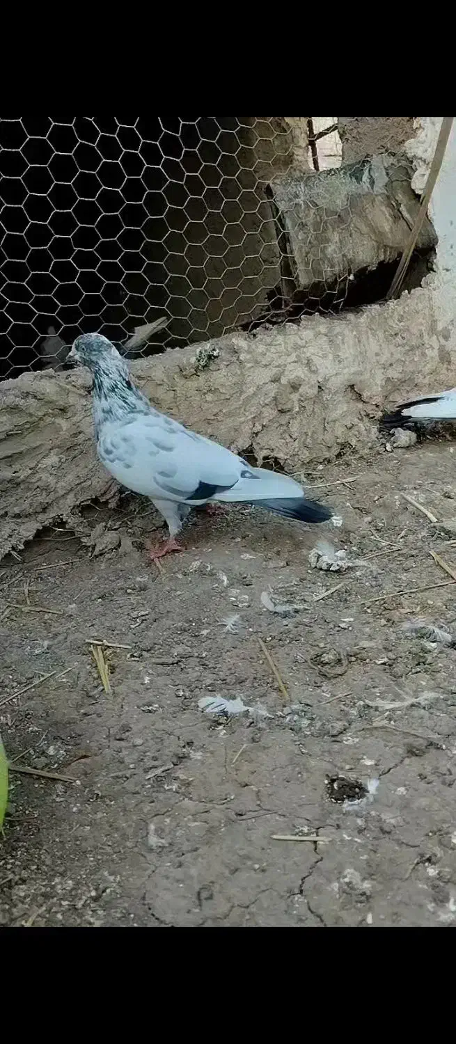 کبوتر|پرنده|سنگدوین, |دیوار