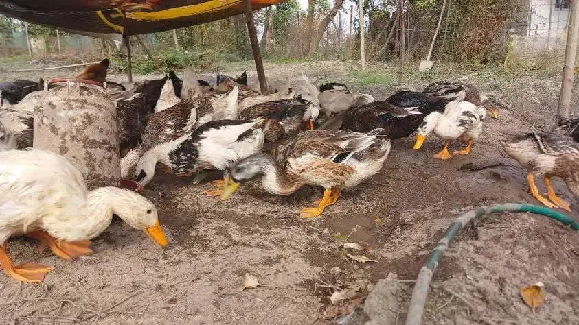 اردک محلی به تعداد زیاد|حیوانات مزرعه|ماسال, |دیوار