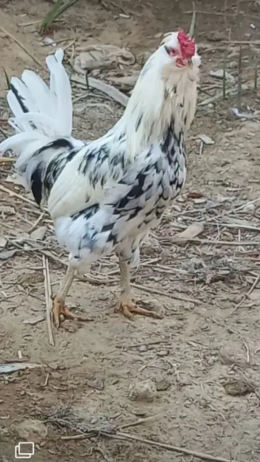 مرغ و خروس ریشی چهل تاج|حیوانات مزرعه|کاکی, |دیوار