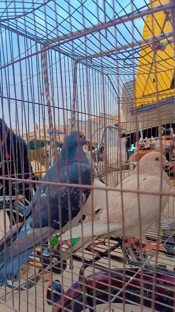 کبوتر|پرنده|خرمشهر, |دیوار