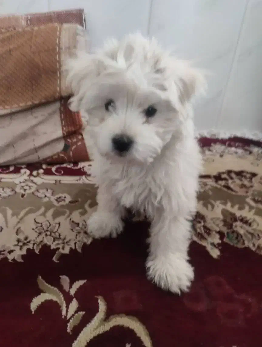 سگ شیتزو|سگ|سبزوار, شرق کال جنوبی (شمس آبادی)|دیوار