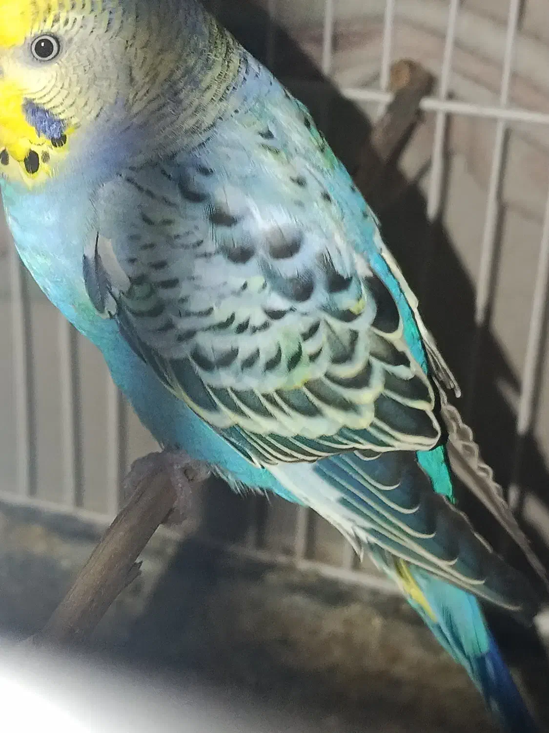 مرغ عشق|پرنده|لامرد, |دیوار