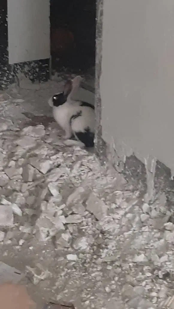 خرگوش|موش و خرگوش|بهبهان, |دیوار