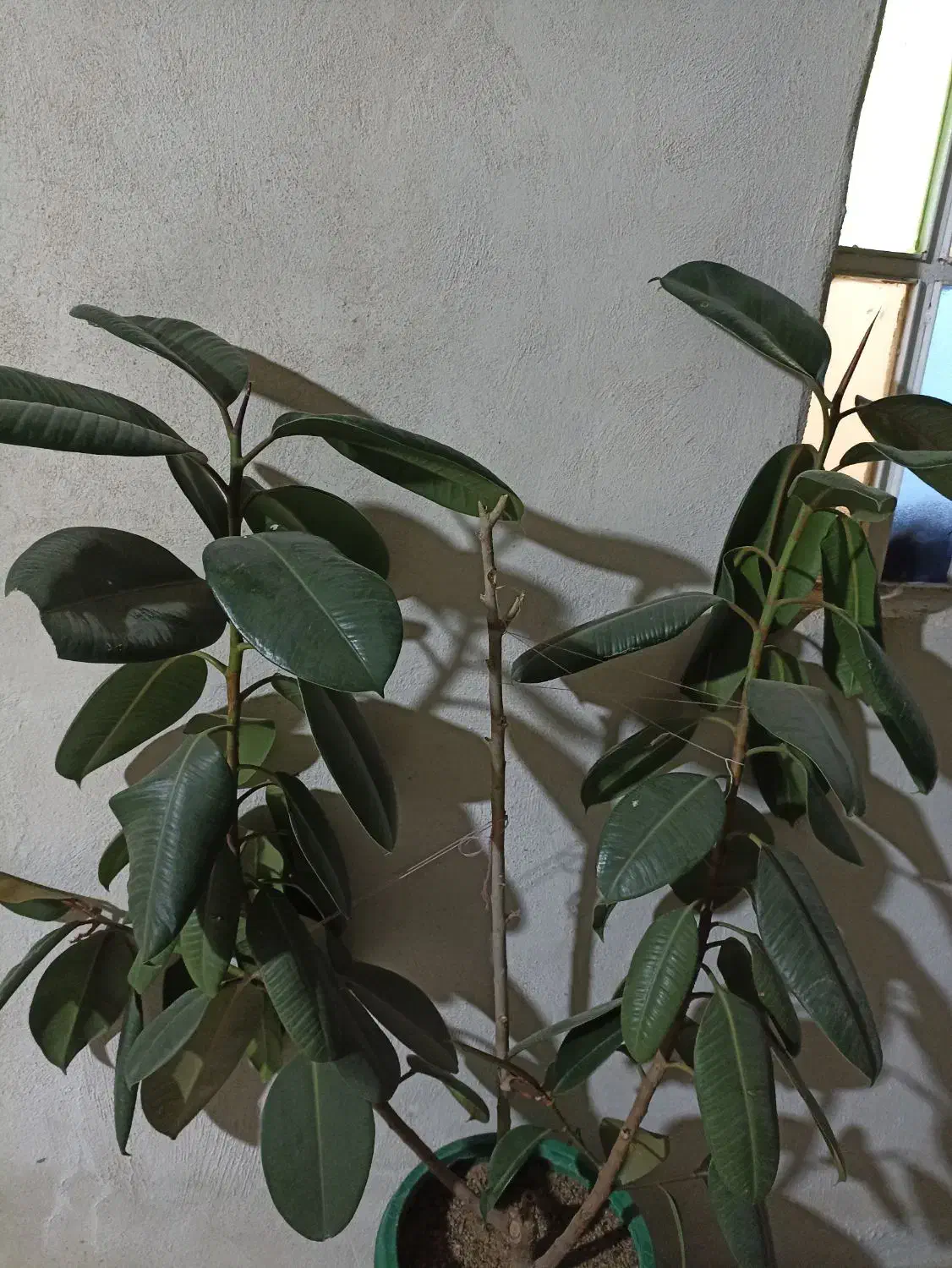 گل فیکوس زیبا|گل و گیاه طبیعی|یاسوج, |دیوار