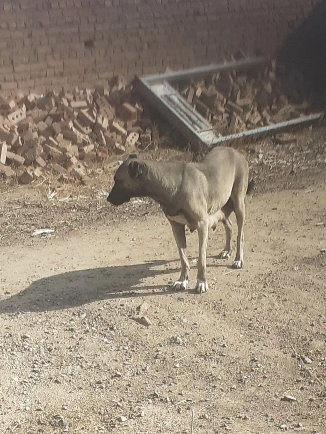 ماده‌سرابی شکم اولشه ۳۵روزه زایده|سگ|صوفیان, |دیوار