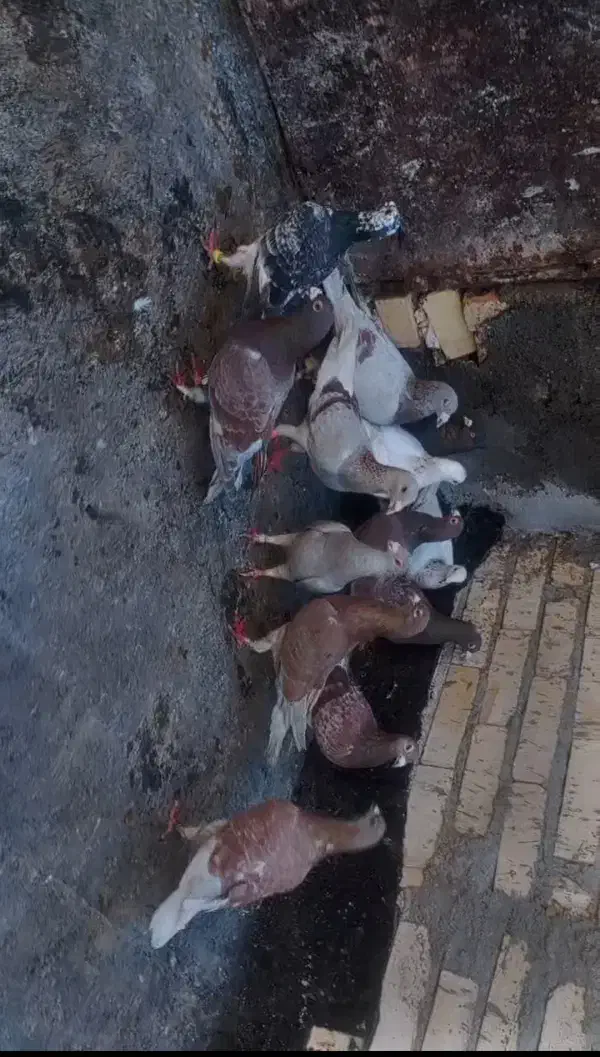 کبوتر‌یگ‌چخ‌همه‌قورگی‌و‌اوقون|پرنده|مشهد, کشاورز|دیوار