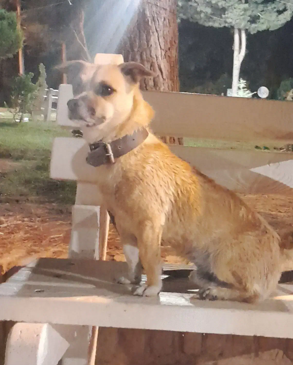 سگ پاکوتاه گمشده|حیوانات|نیشابور, خیام|دیوار