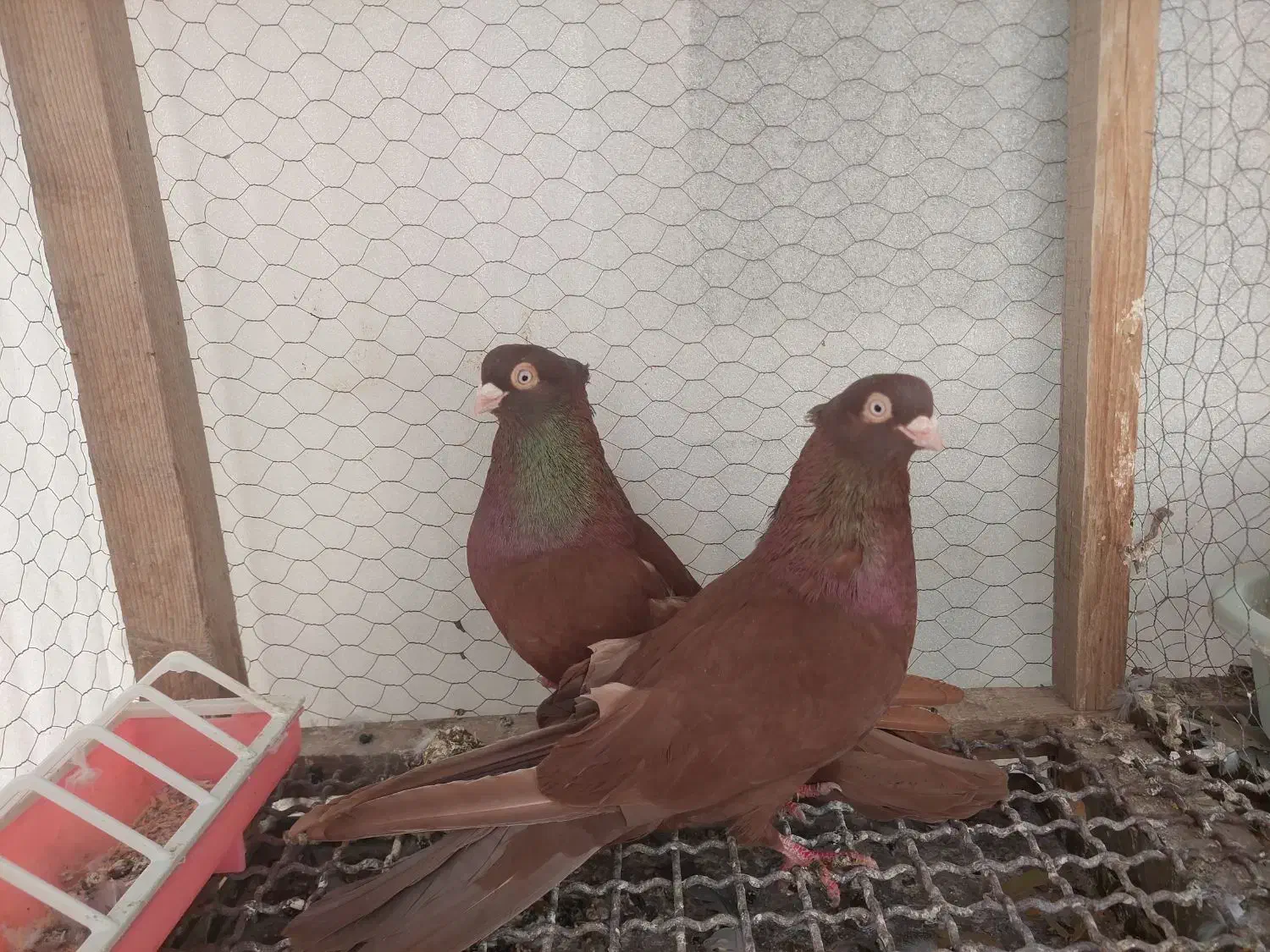 کبوتر سرخ و قیل زاغ صرب|پرنده|شهرضا, |دیوار