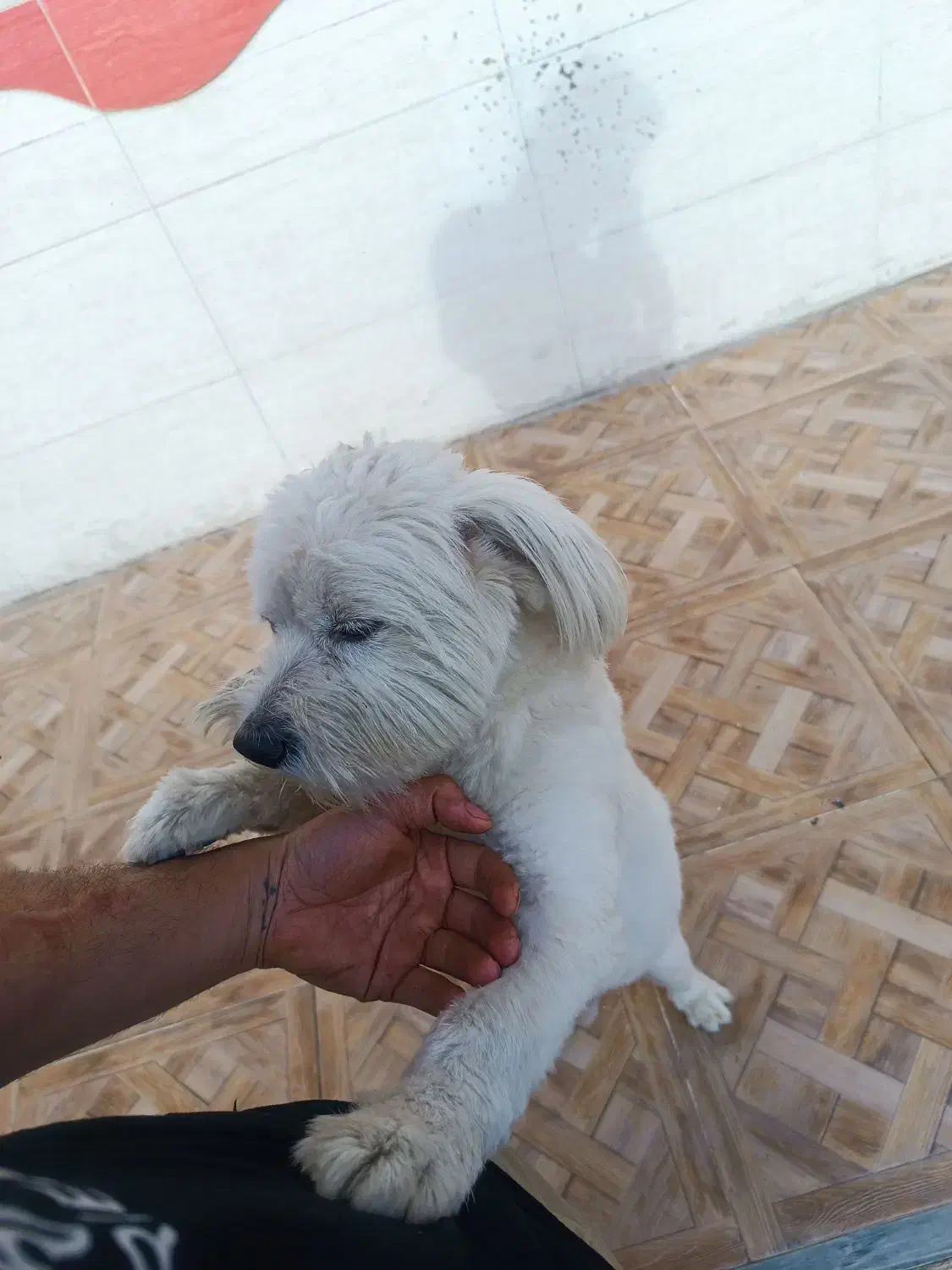 واگذاری|سگ|دزفول, |دیوار