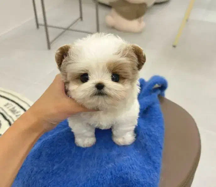 پامر ، شیتزو|سگ|رشت, سعدی (تختی)|دیوار