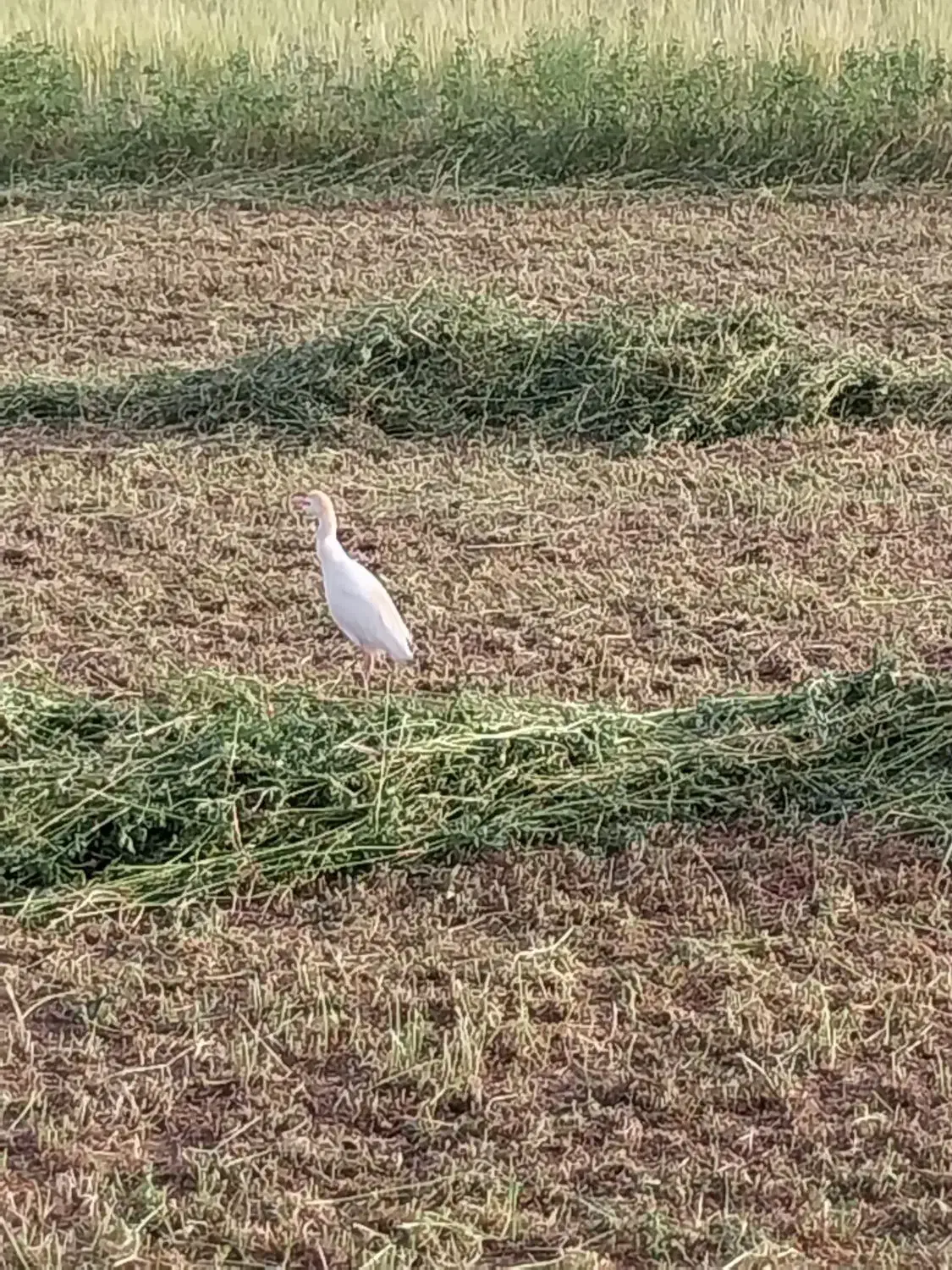 یونجه|عمده‌فروشی|اراک, |دیوار