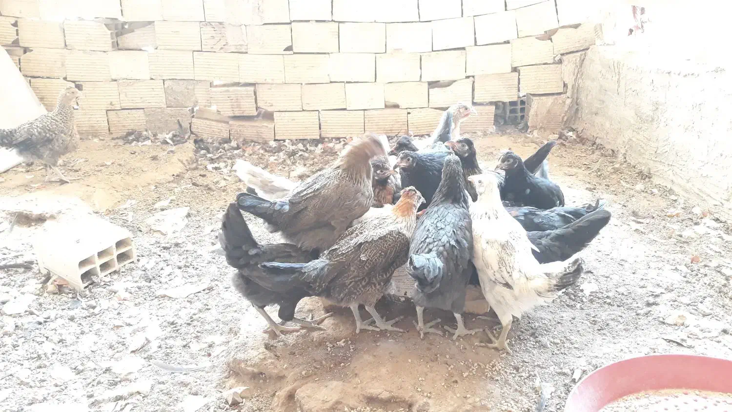 جوجه مرغ رسمی|حیوانات مزرعه|زارچ, |دیوار