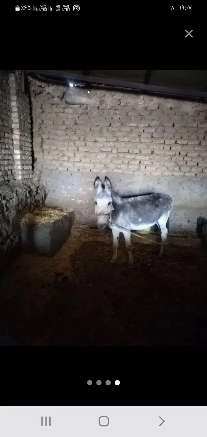 الاغ جوان ماده سرحال|حیوانات مزرعه|کنگاور, |دیوار