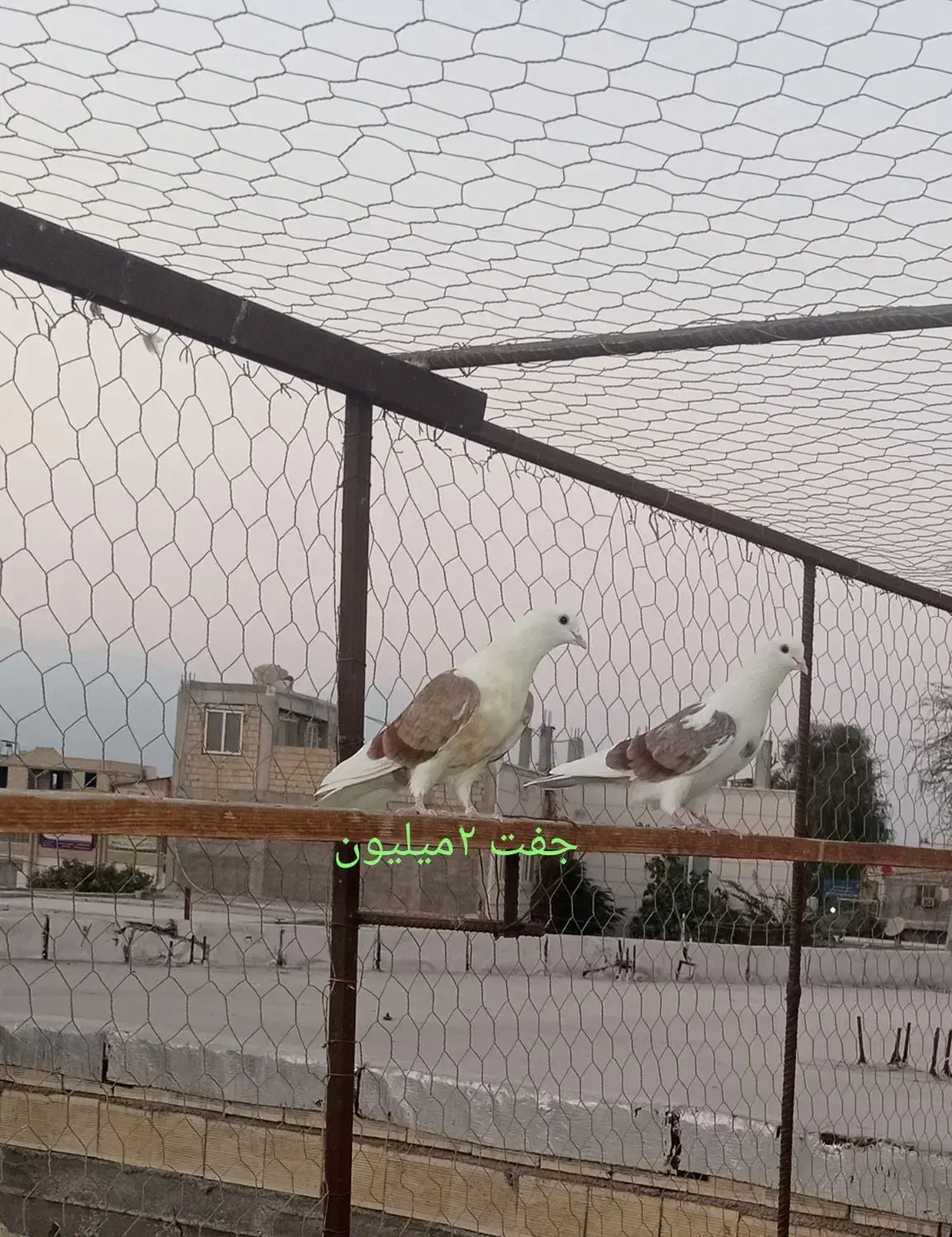 فروش کبوتر|پرنده|بندرعباس, |دیوار