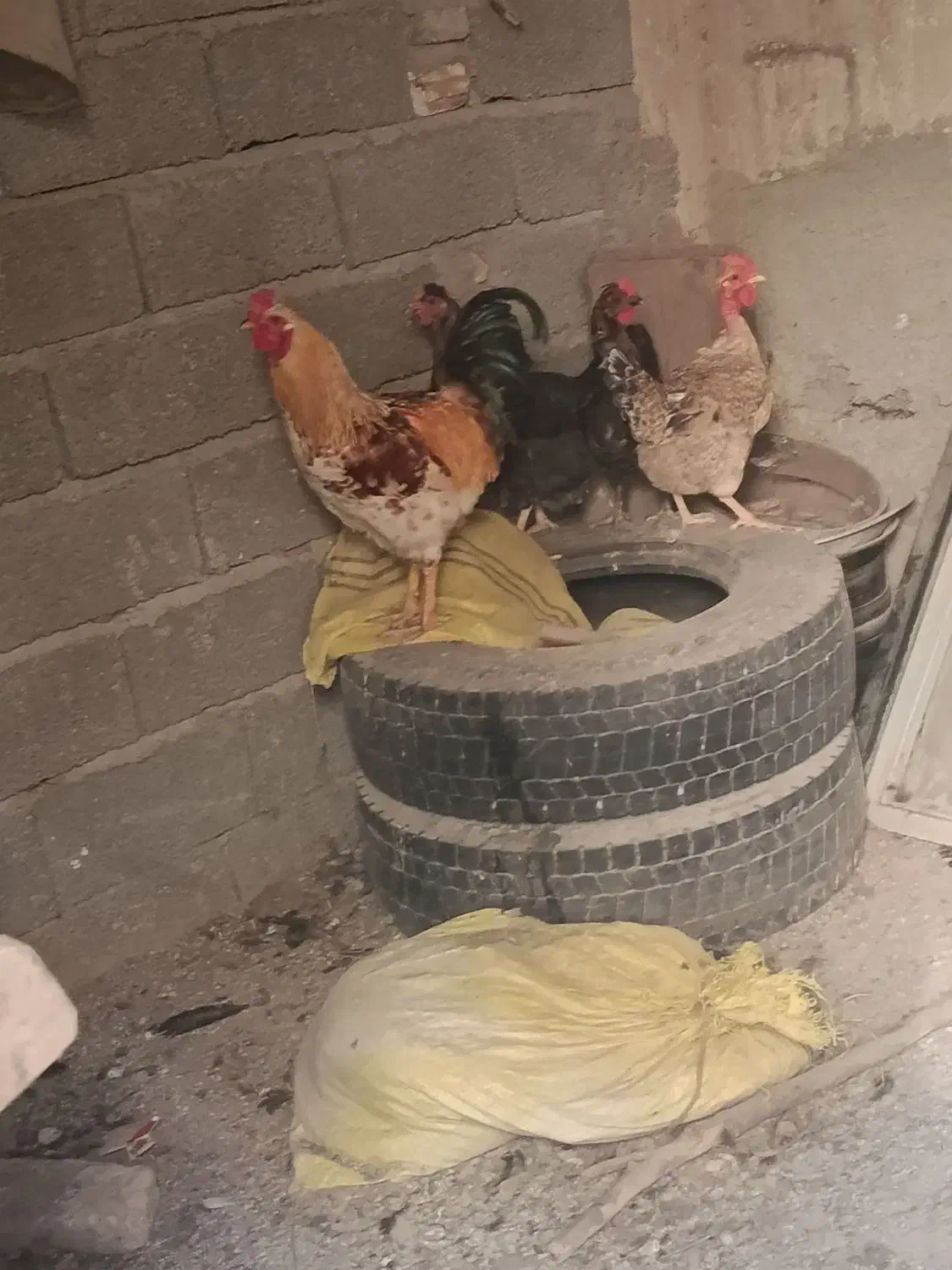 مرغ و خروس|حیوانات مزرعه|ماهدشت, |دیوار