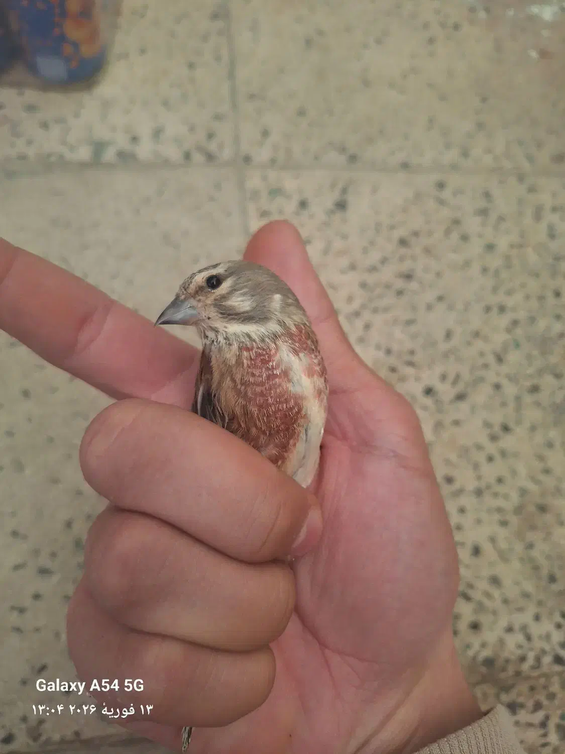 سینه سرخ نر|پرنده|بوئین زهرا, |دیوار