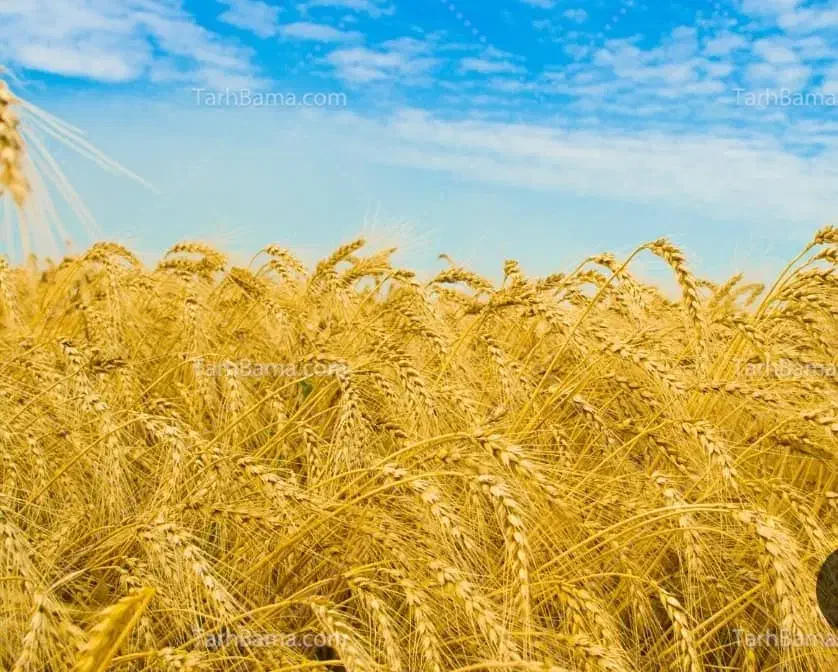 گندم بذری پیشگام|خدمات باغبانی و درختکاری|سجاس رود, |دیوار