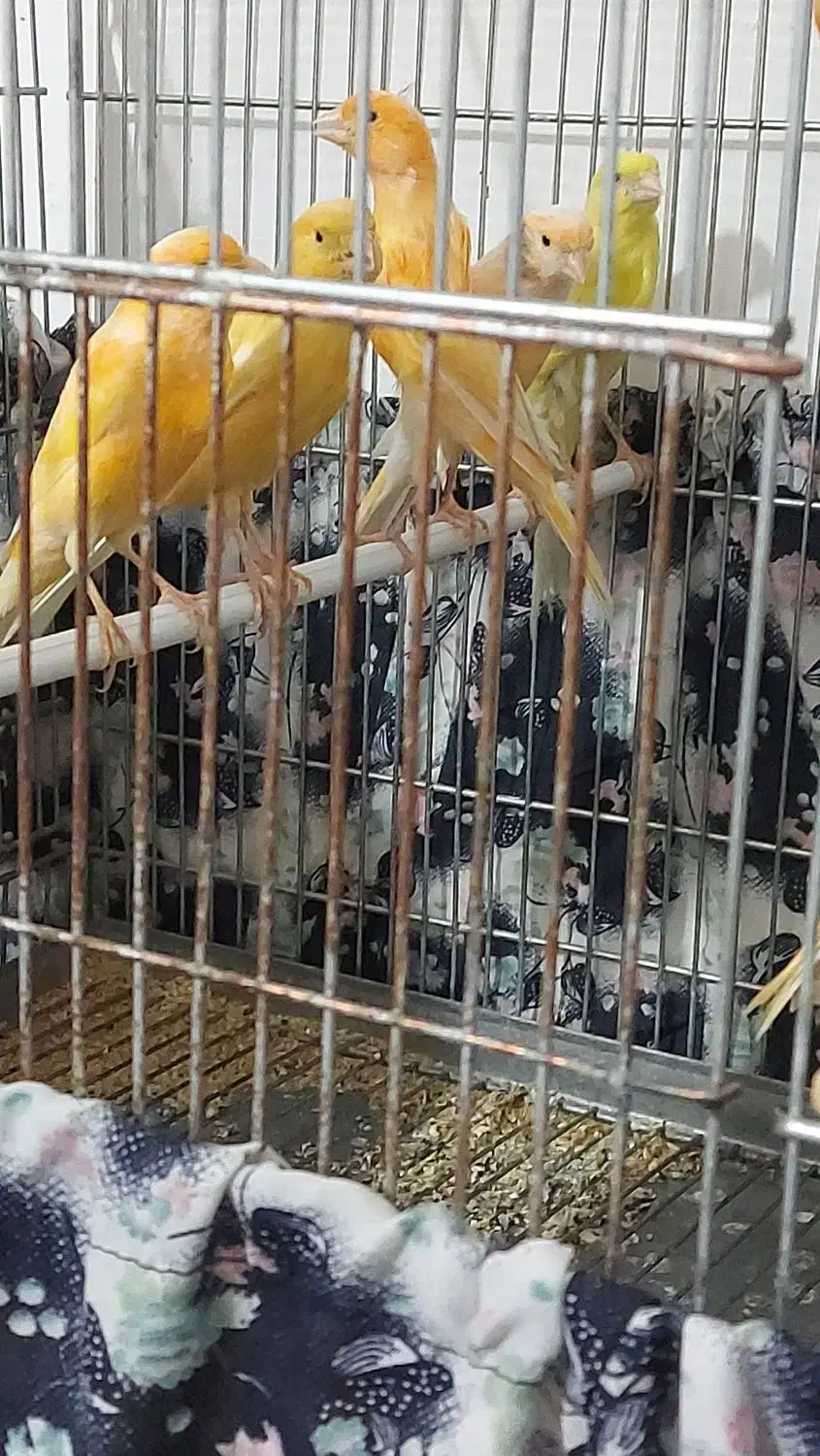 ۲۶ ..عدد ..قناری|پرنده|بروجرد, |دیوار