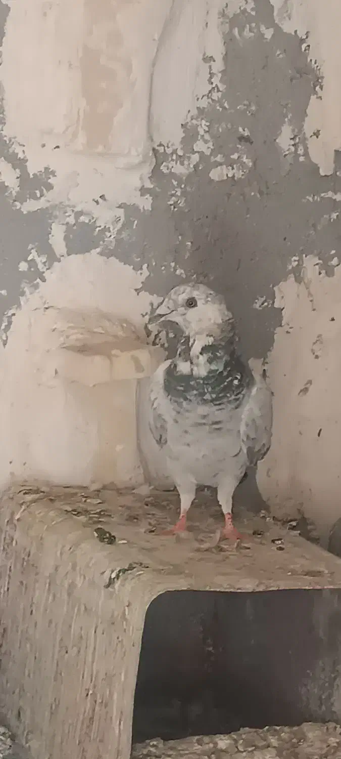 دوعددکبوتر جوقی وابلغ|پرنده|هامون, |دیوار