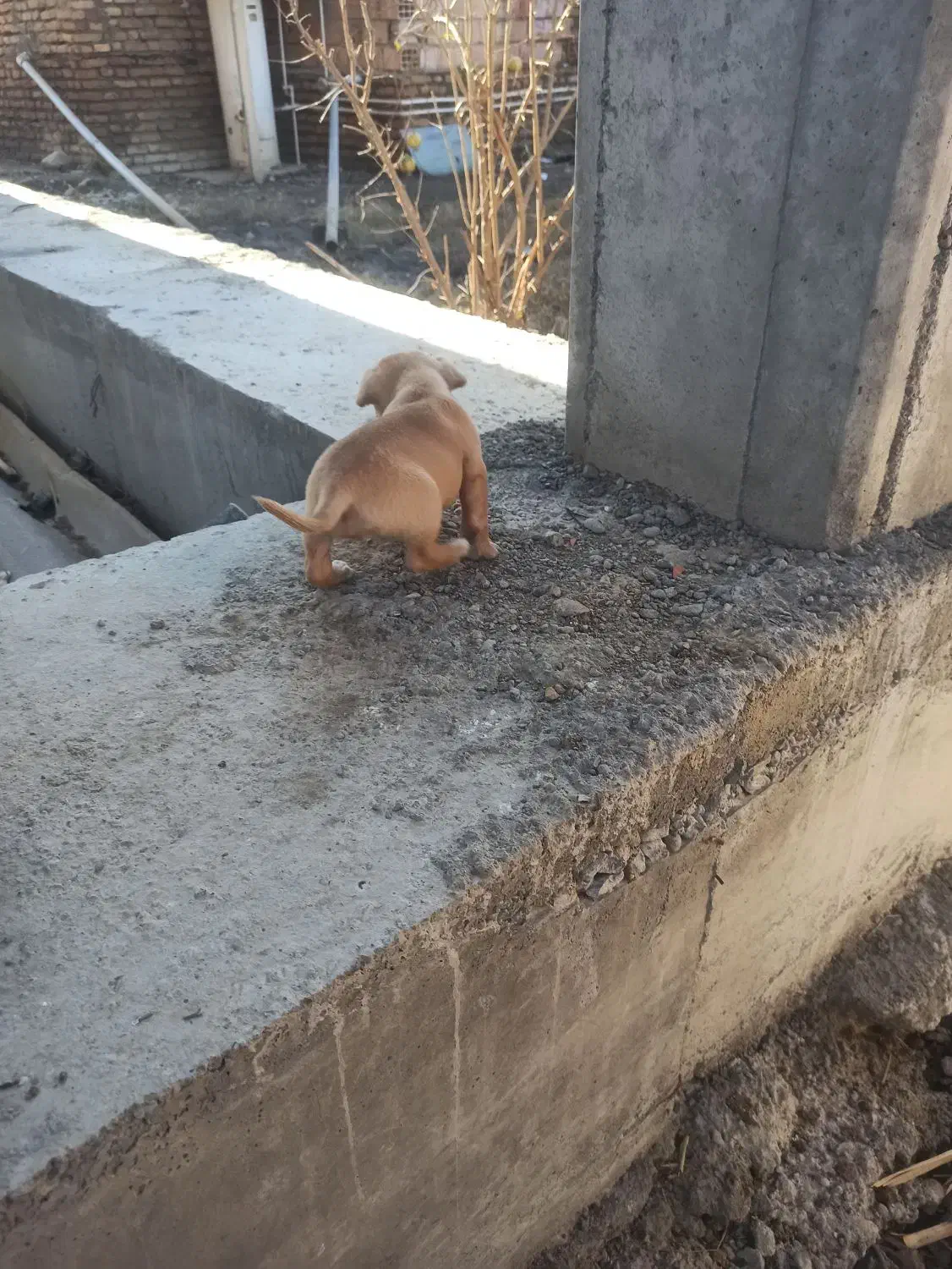 ماده پاکوتاه|سگ|سیمین شهر, |دیوار