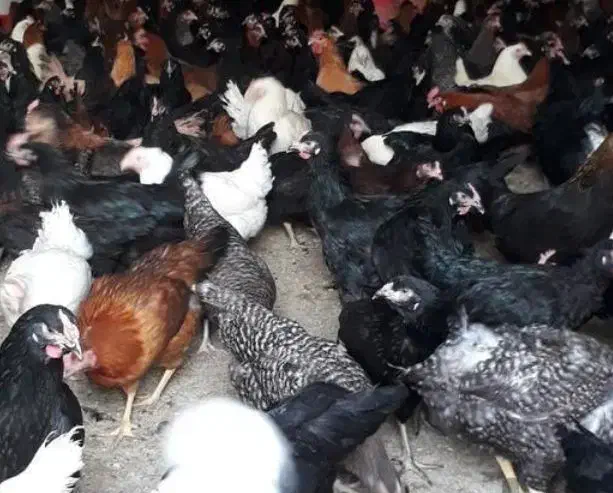 مرغ محلی نیمچه|حیوانات مزرعه|اسکو, |دیوار