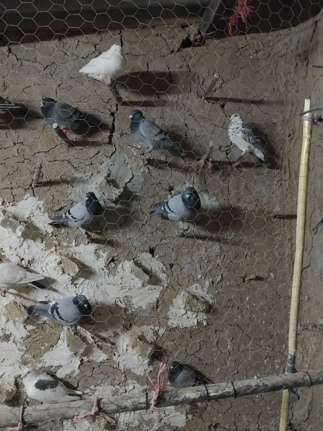 کفتر فروشی ۴۰تا جوانه سبز آلمانی|پرنده|ملک‌آباد, |دیوار