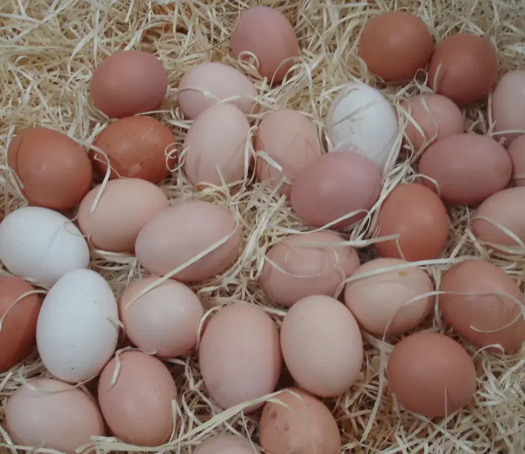 تخم مرغ بومی|خوردنی و آشامیدنی|کاشان, فین بزرگ|دیوار