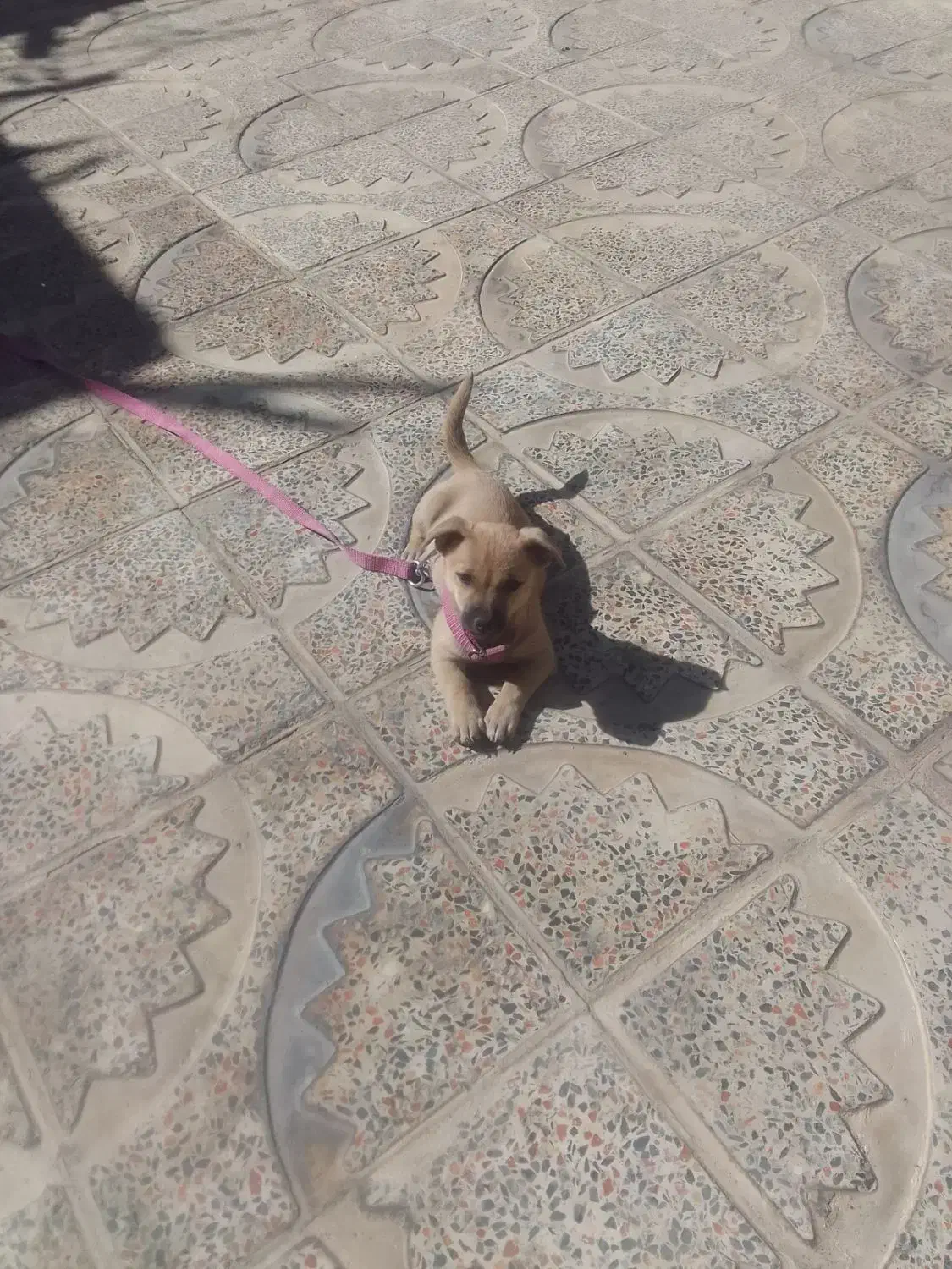 سگ خارجی فروشی ماده|سگ|صحنه, |دیوار