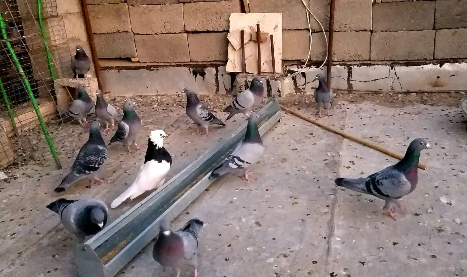 کبوتر پلاکی، مسافتی، اتم|پرنده|ملکان, |دیوار