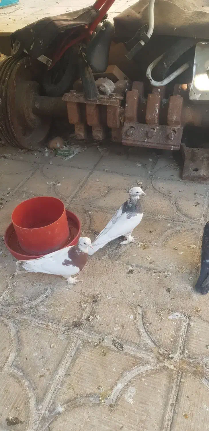 کفتر|پرنده|شیراز, کوشک میدان|دیوار