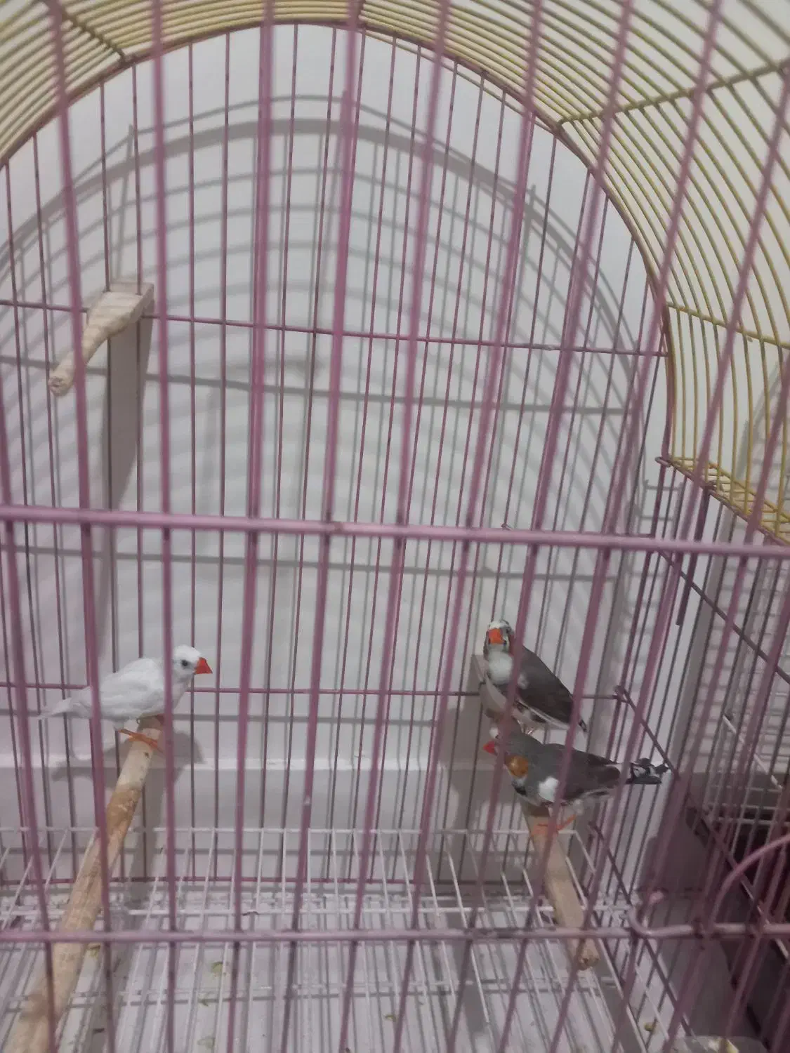 فنچ نرمولد|پرنده|تهران, مشیریه|دیوار