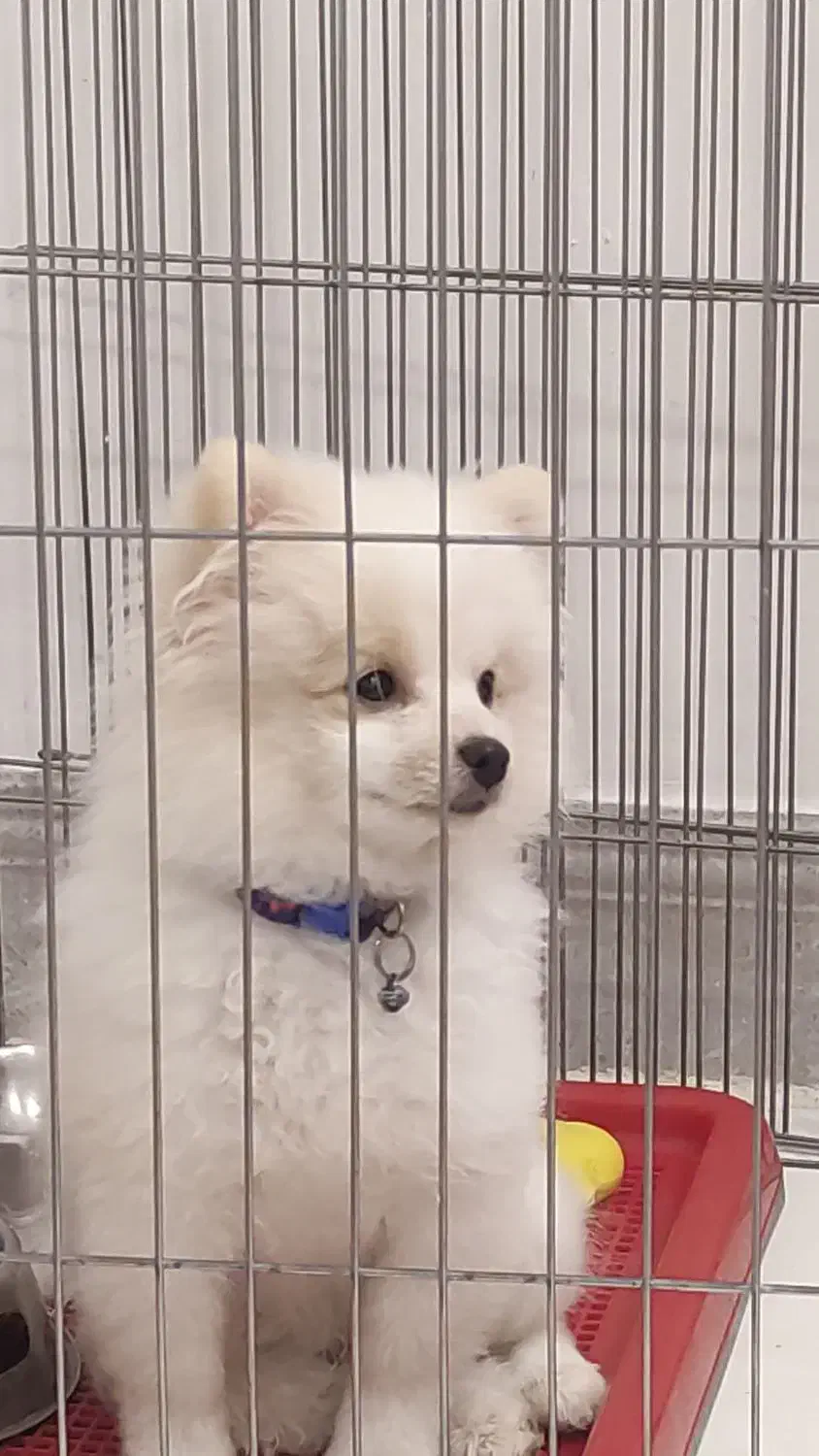 واگذاری پامر خرسی|سگ|مرودشت, ژیان|دیوار