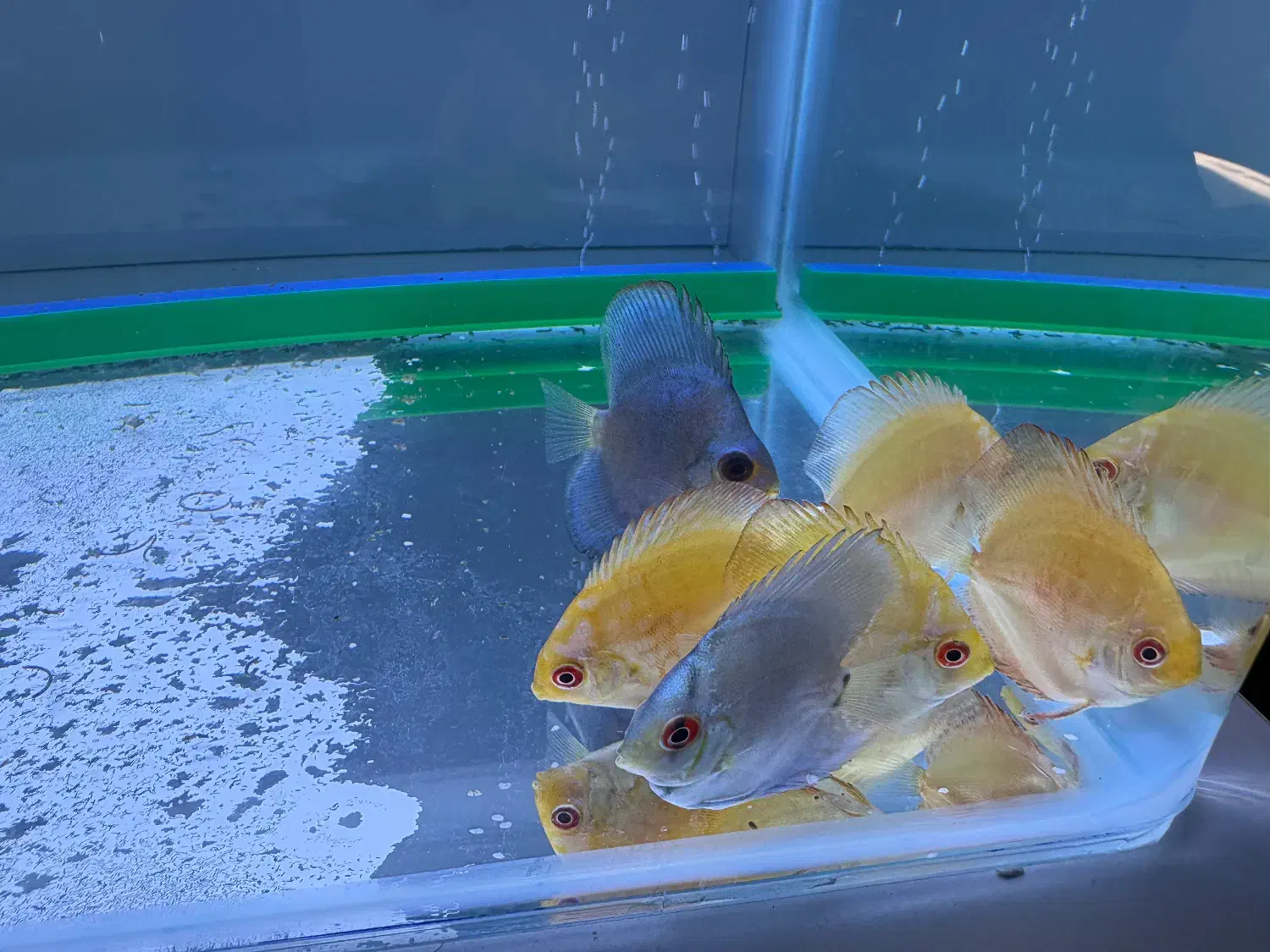 ماهی|ماهی|کرمانشاه, |دیوار