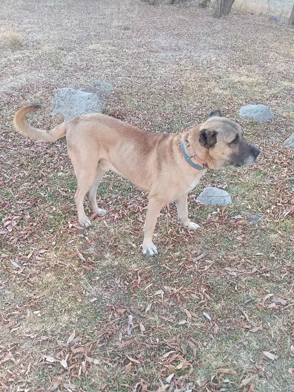 سگ سرابی|سگ|هشترود, |دیوار